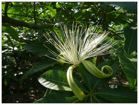 馬拉巴栗開花|專題文章:馬拉巴栗 